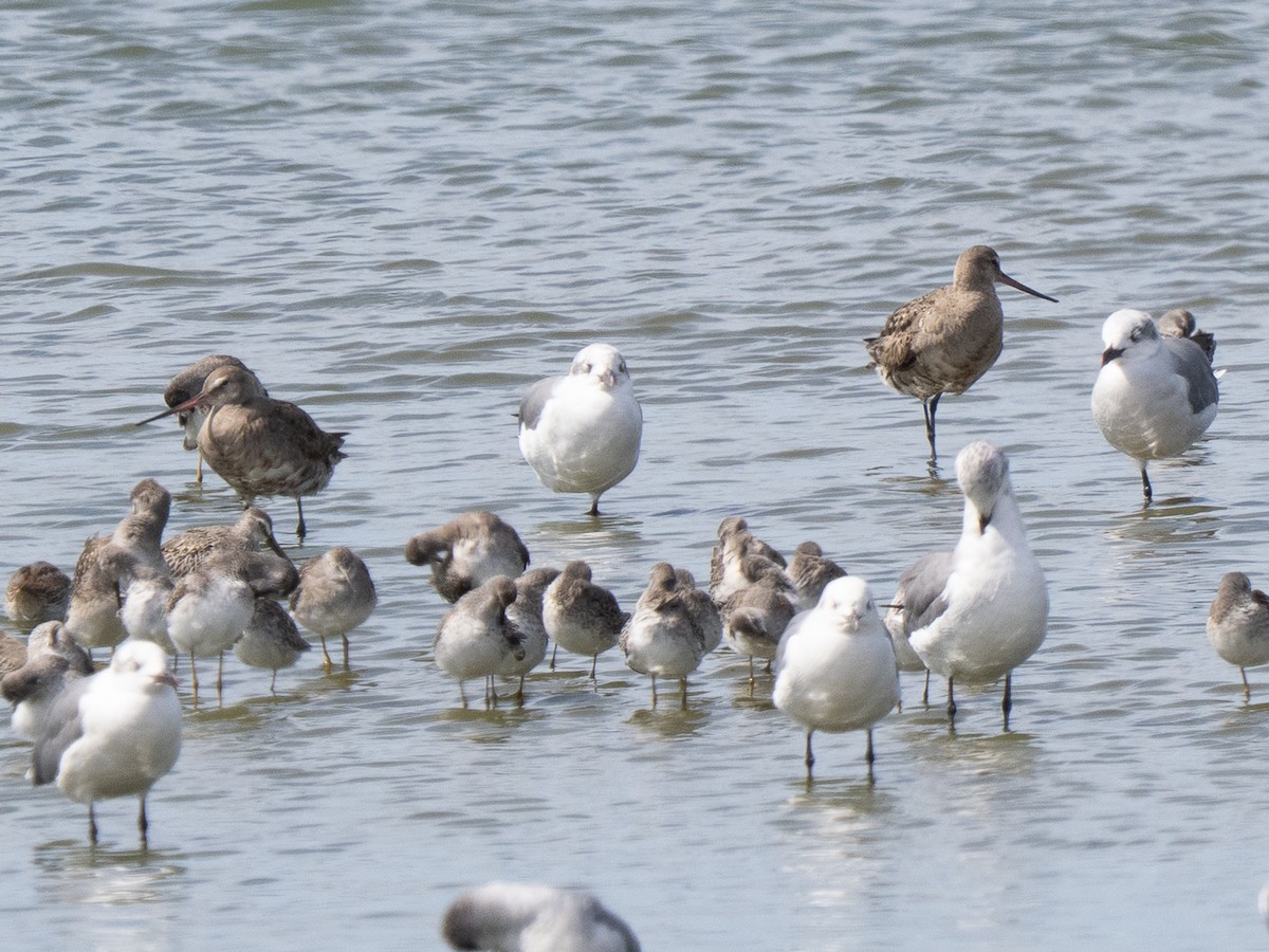 アメリカオグロシギ - ML642275562