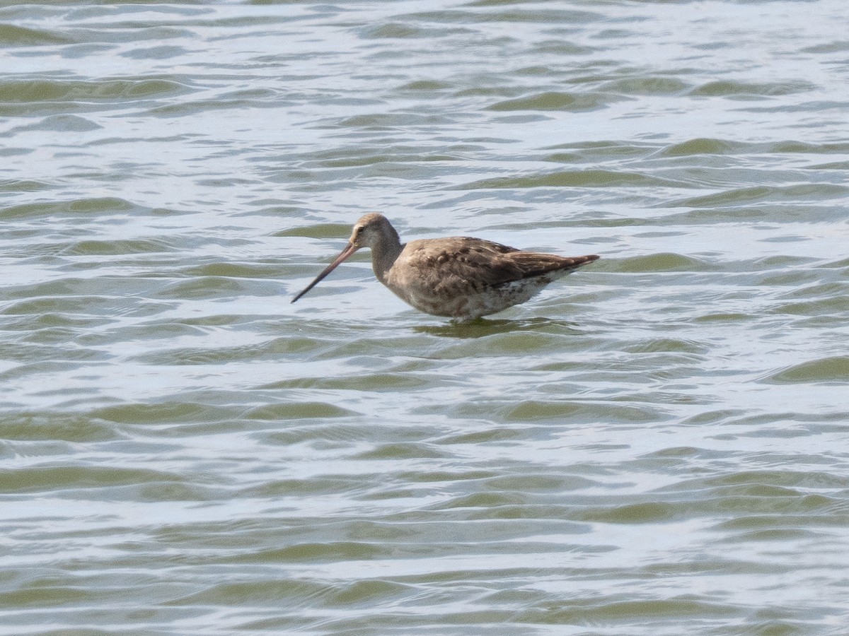 アメリカオグロシギ - ML642275563