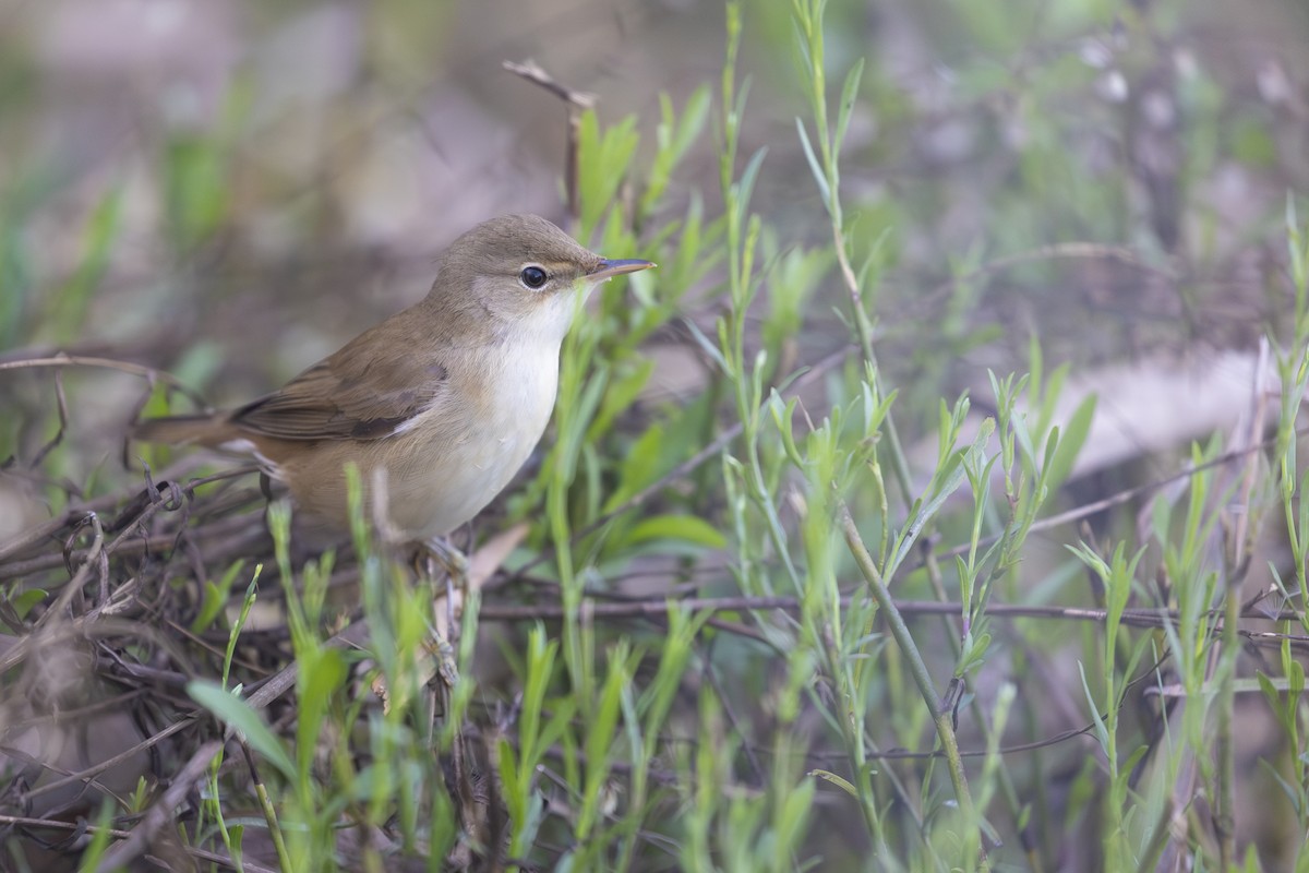 Common Reed Warbler - ML642275564