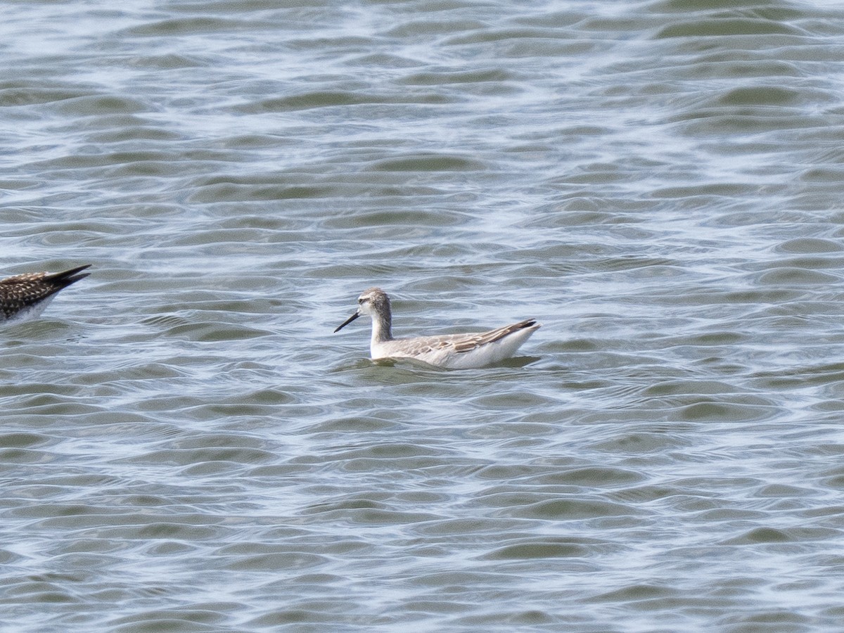 アメリカヒレアシシギ - ML642275566