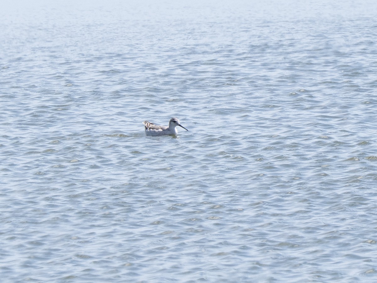 アメリカヒレアシシギ - ML642275567