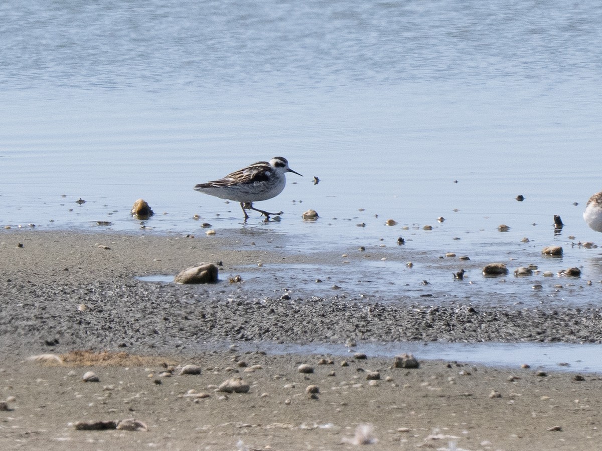 アカエリヒレアシシギ - ML642275569