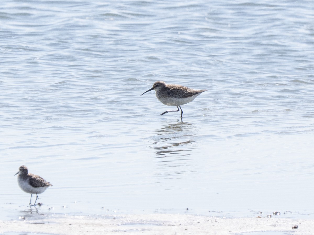 サルハマシギ - ML642275570