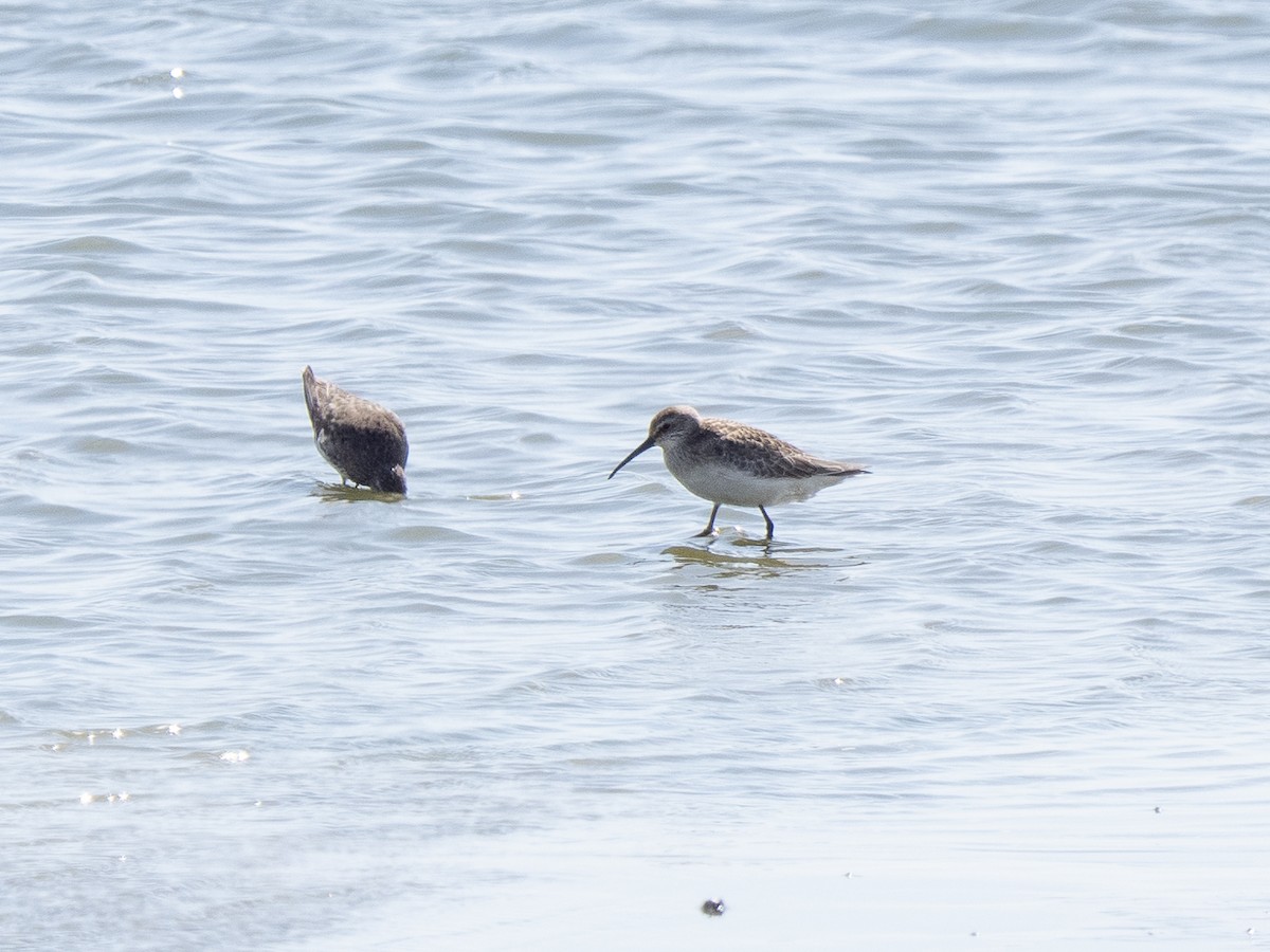 サルハマシギ - ML642275571