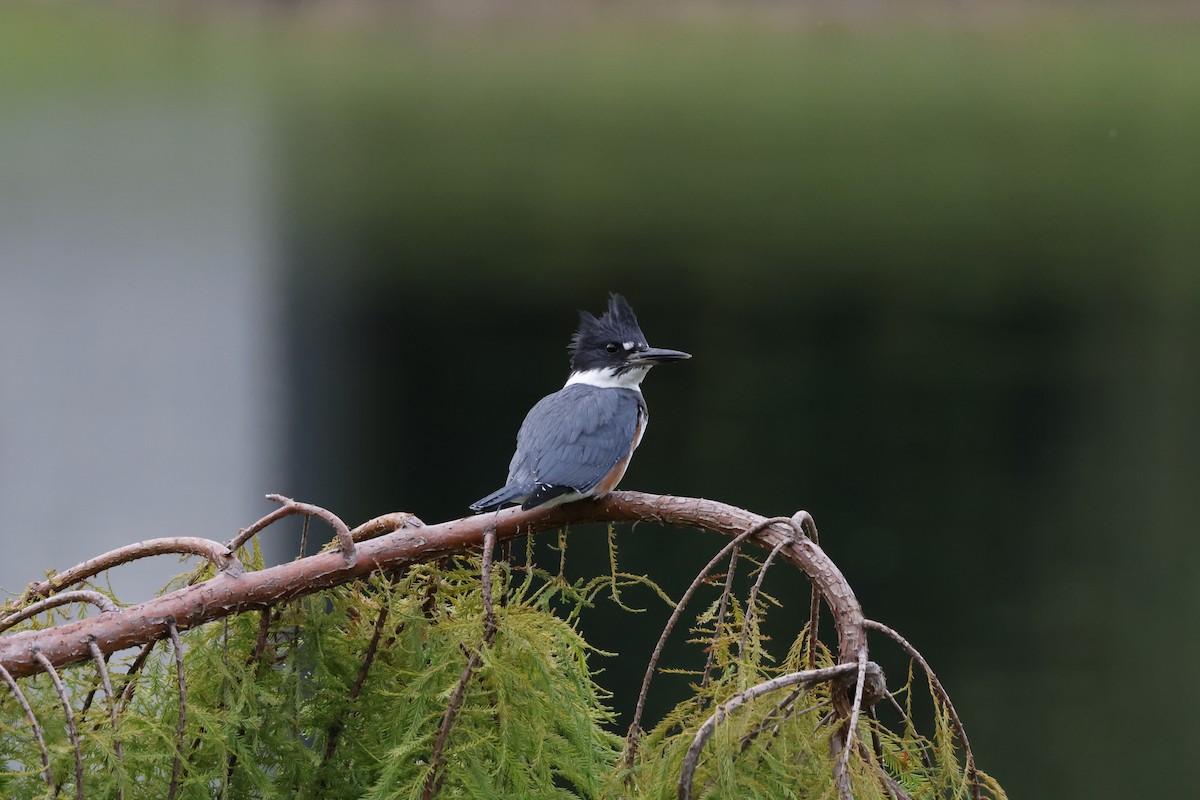 Belted Kingfisher - ML642275575