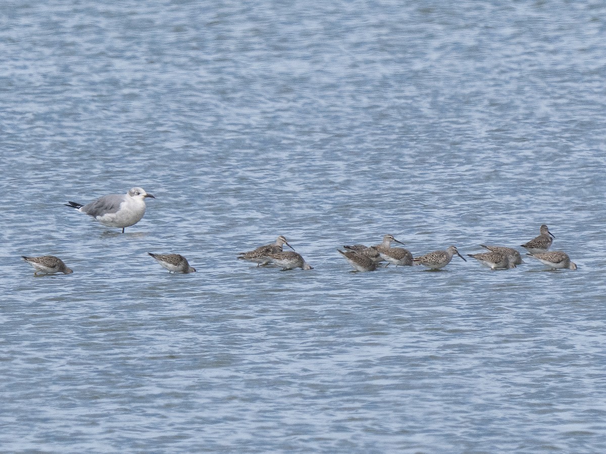 アシナガシギ - ML642275577