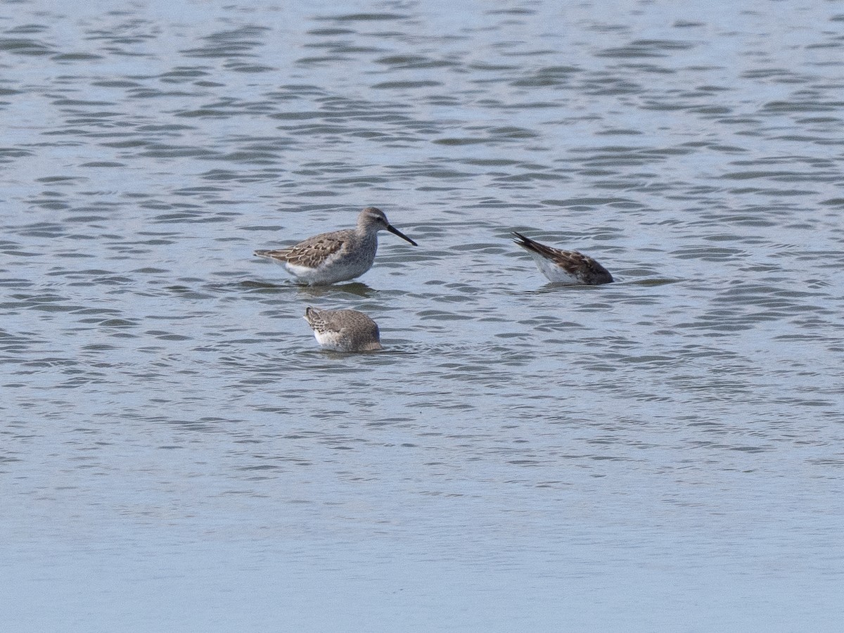 アシナガシギ - ML642275578