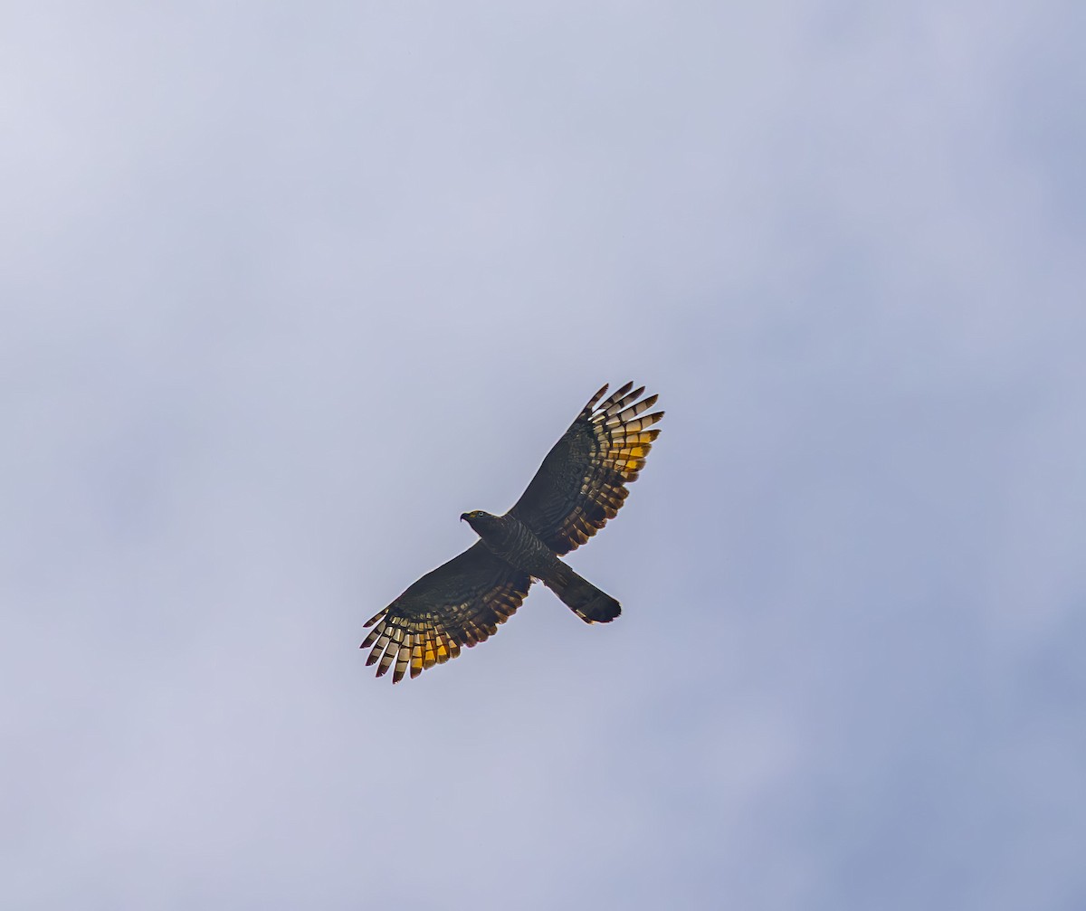Hook-billed Kite - ML642275586
