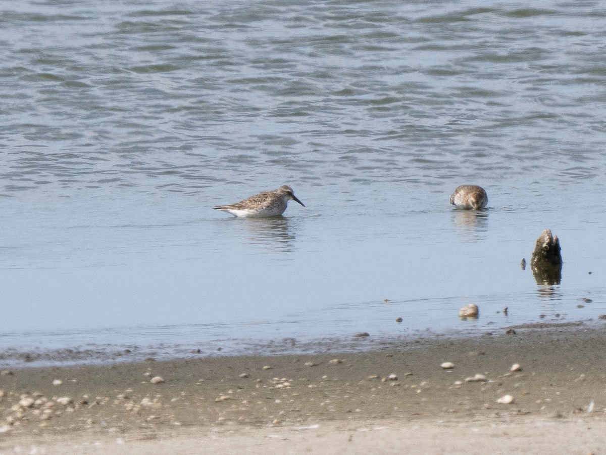 コシジロウズラシギ - ML642275594