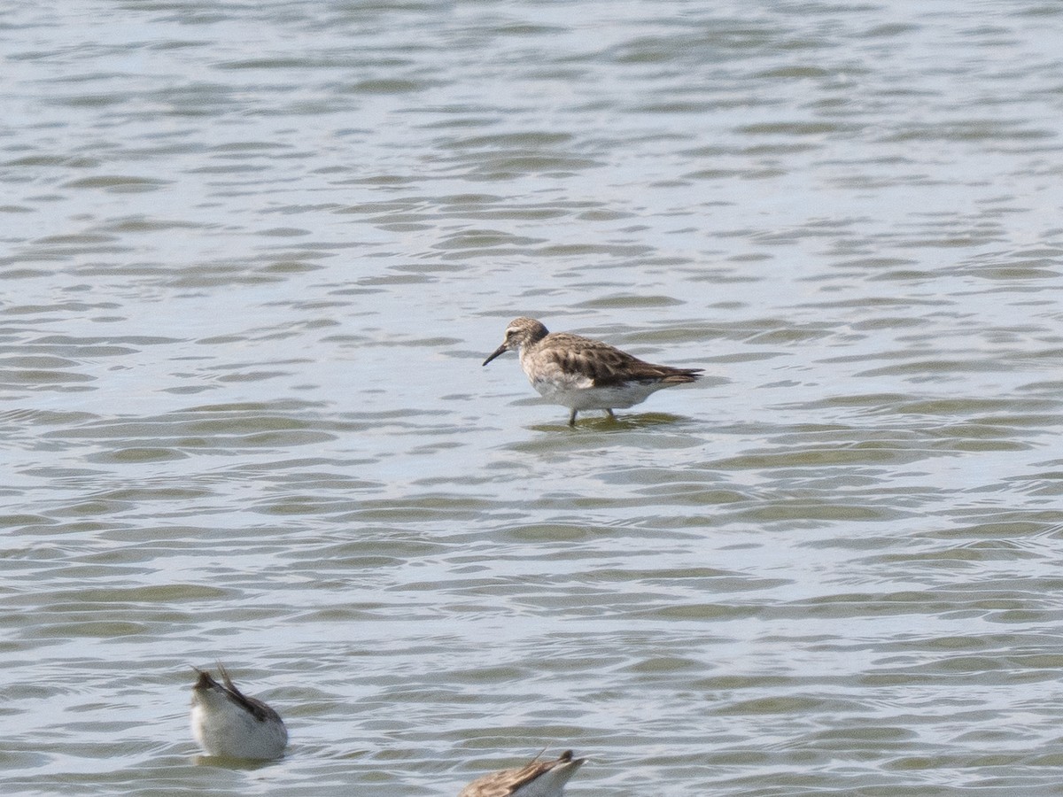 コシジロウズラシギ - ML642275595