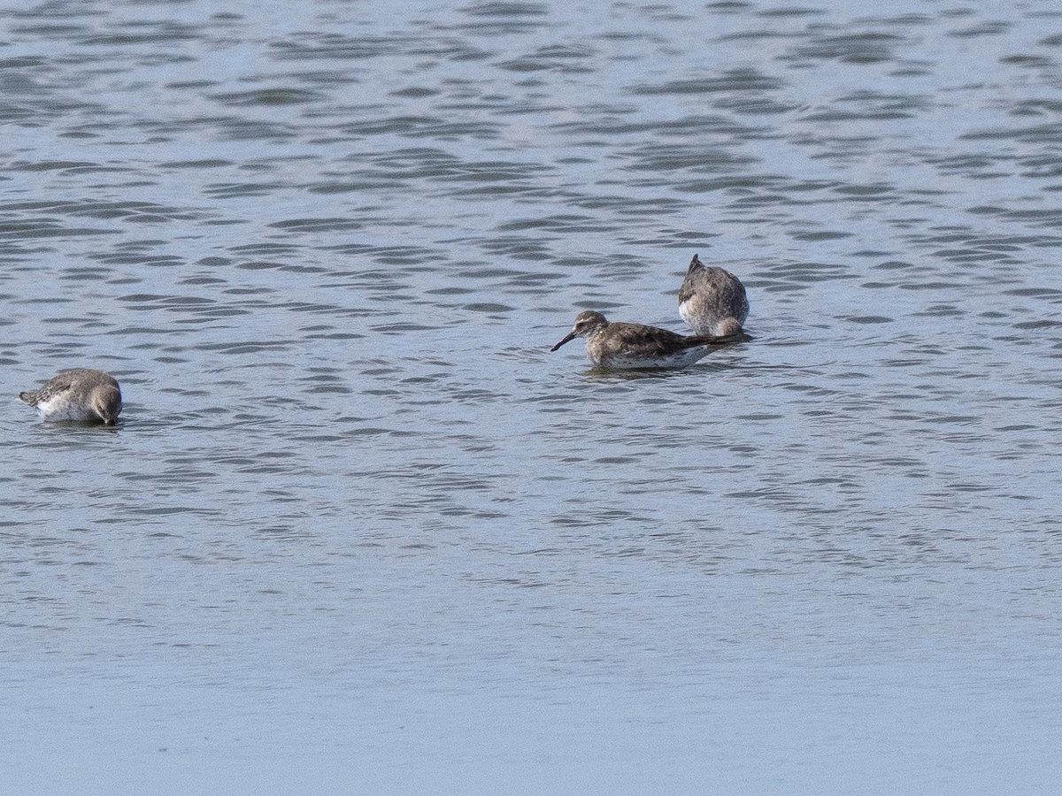 コシジロウズラシギ - ML642275596