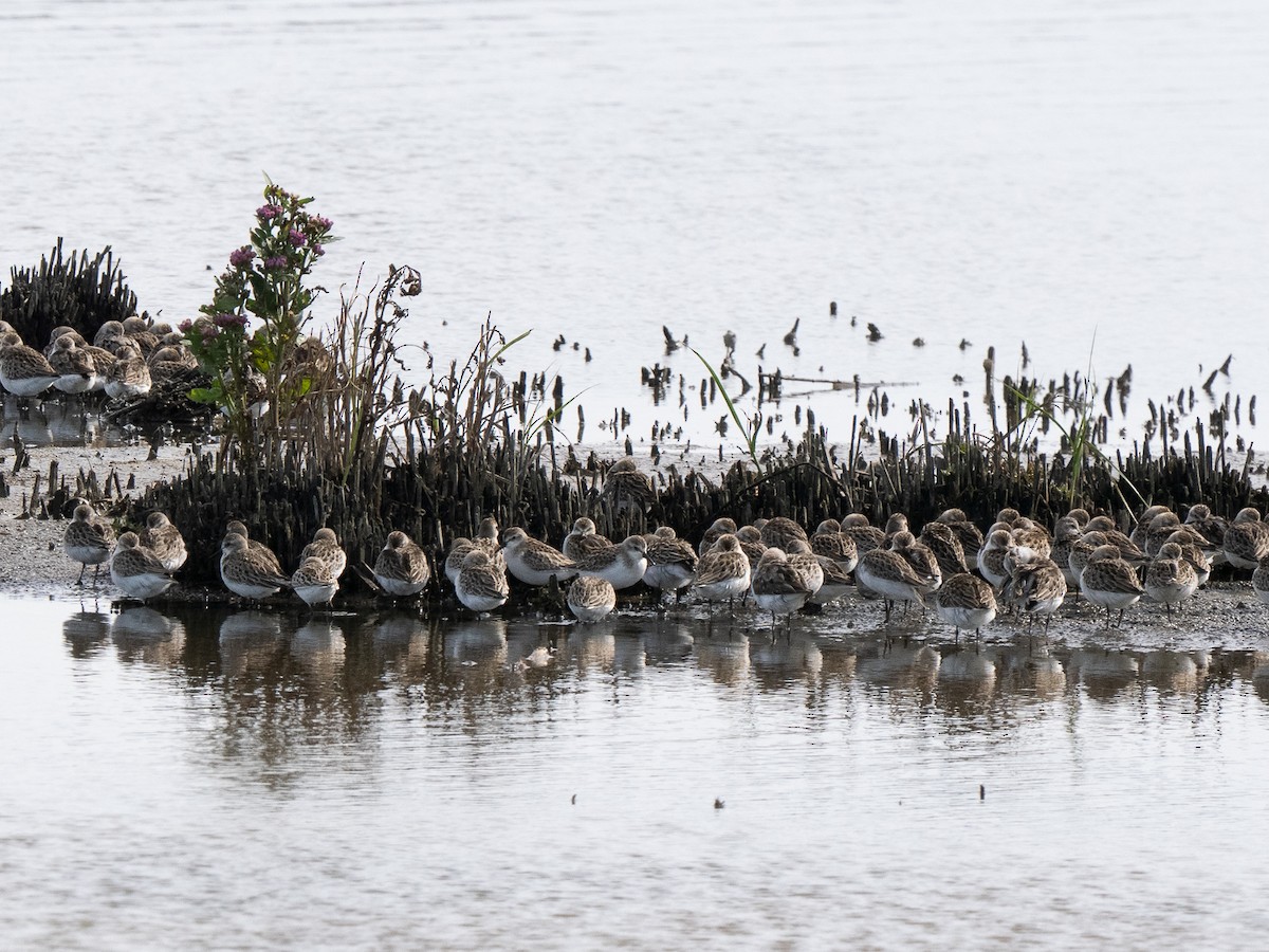 ヒレアシトウネン - ML642275598