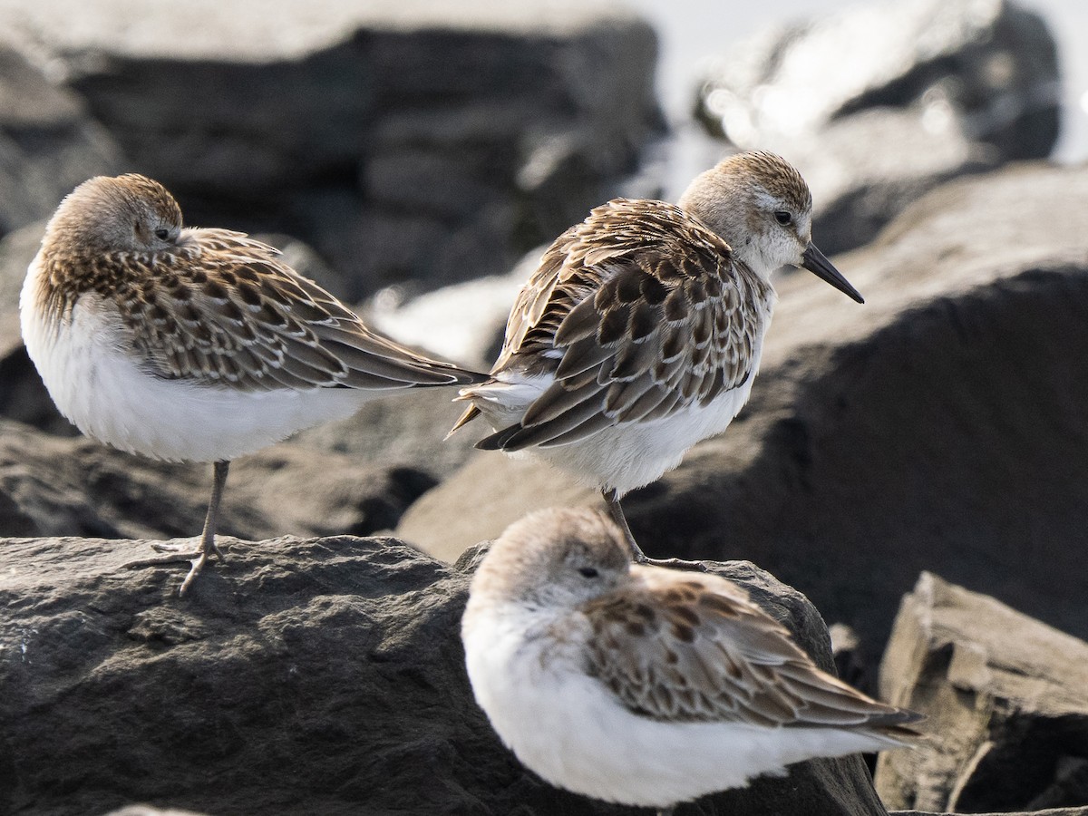 ヒレアシトウネン - ML642275599