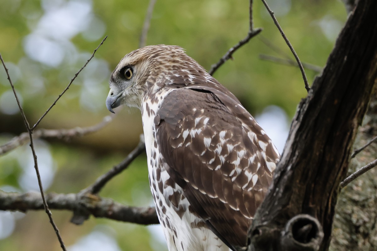 Red-tailed Hawk - ML642275601