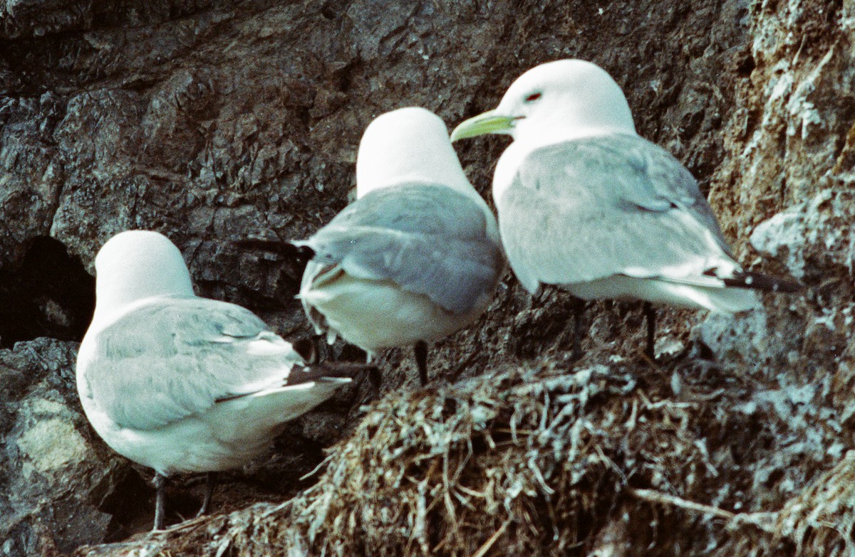 Black-legged Kittiwake - ML642275608