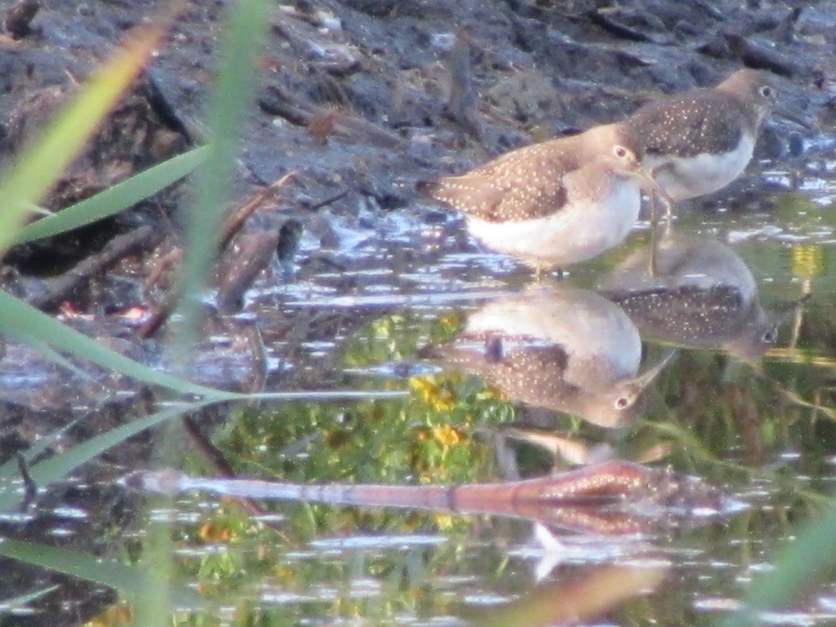 Einsiedelwasserläufer - ML642275620
