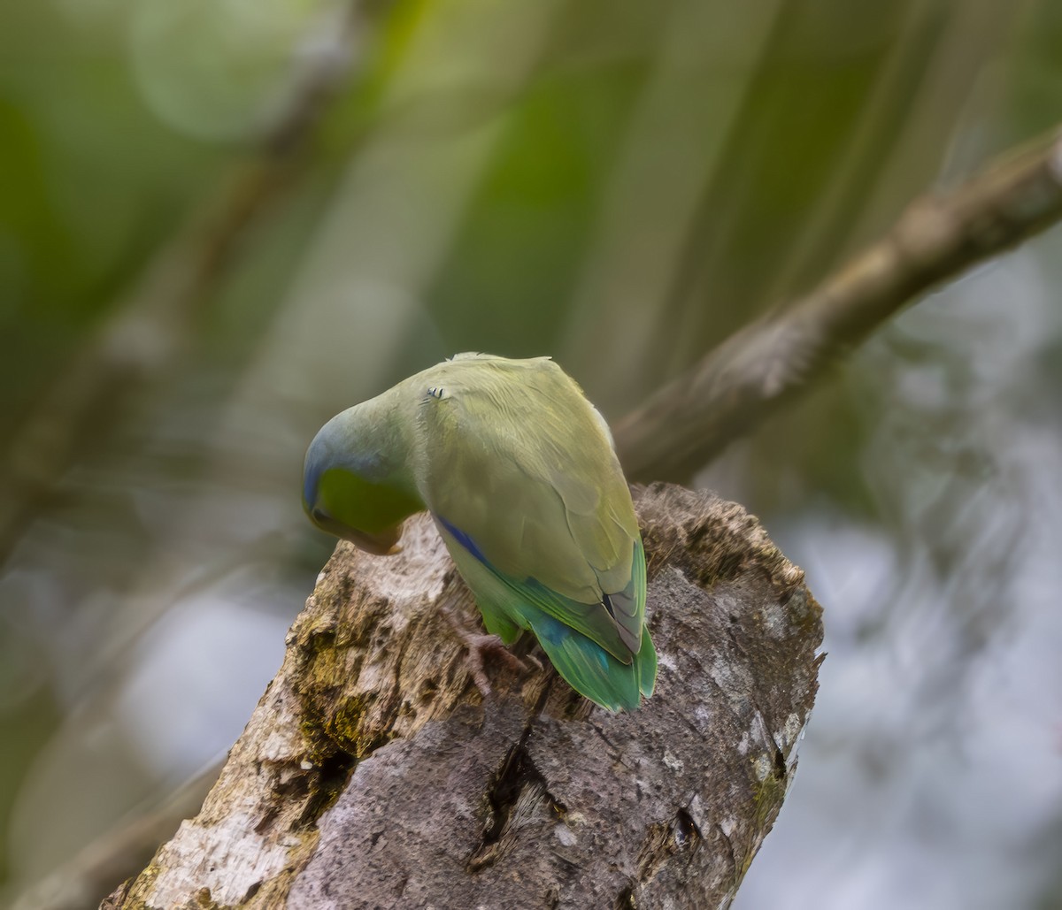 Pacific Parrotlet - ML642275633