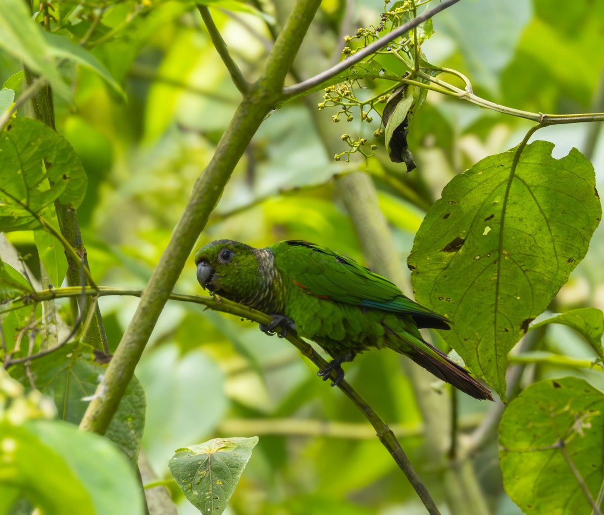 Maroon-tailed Parakeet (Choco) - ML642275636