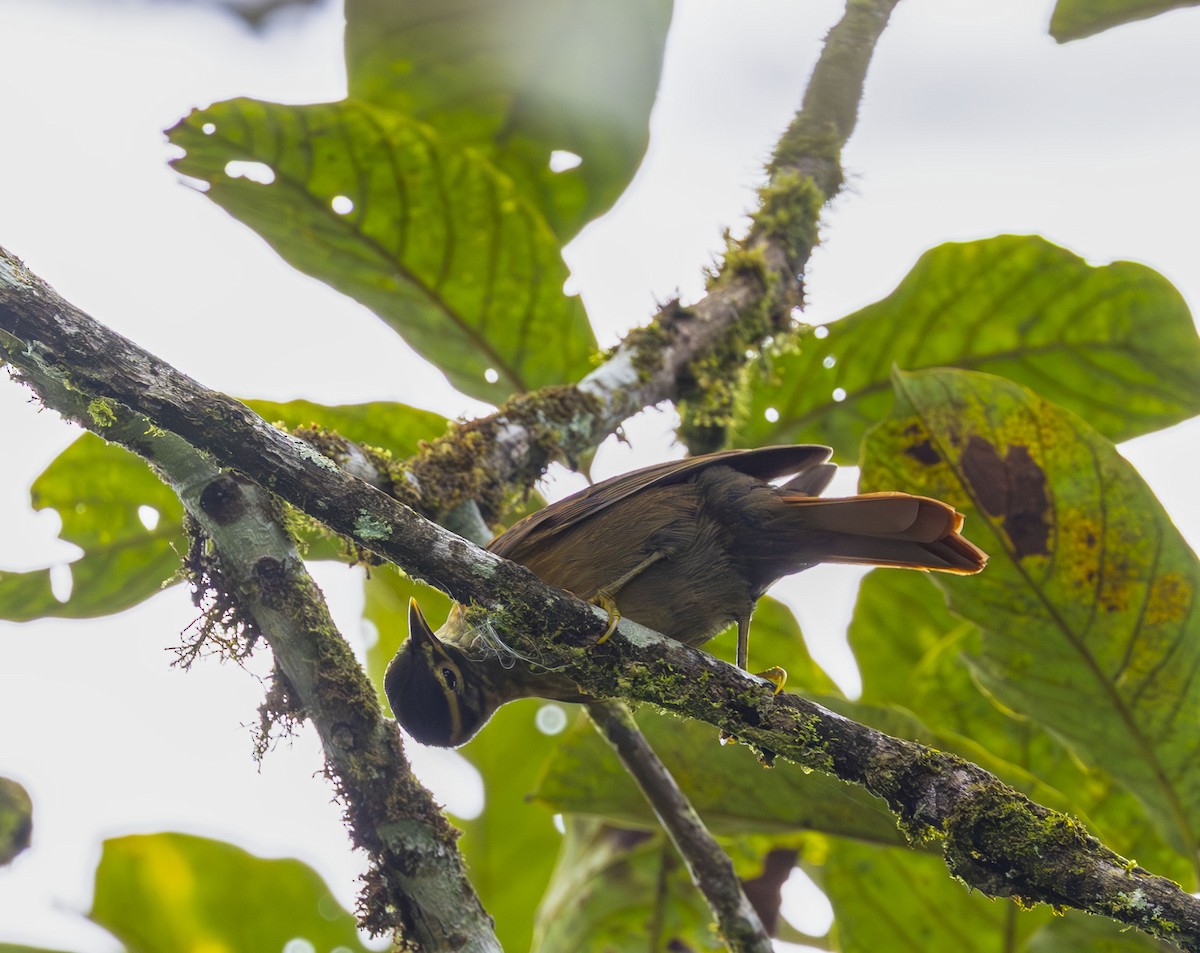 Scaly-throated Foliage-gleaner - ML642275637
