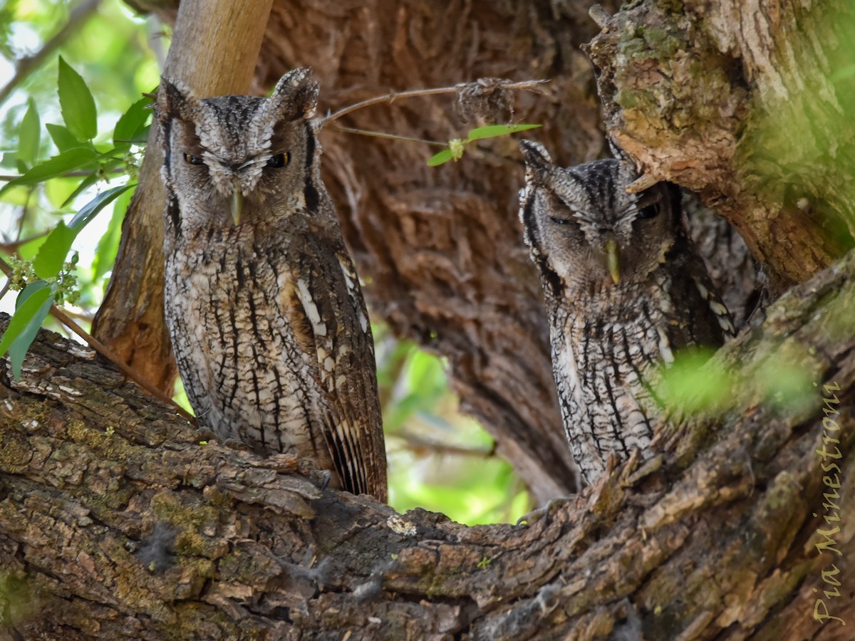 Tropical Screech-Owl - ML642275640