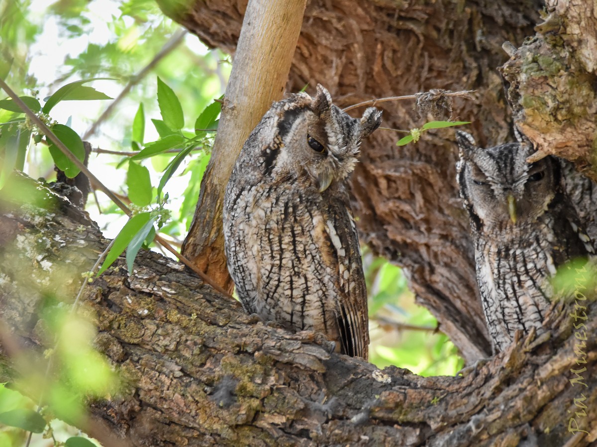 Tropical Screech-Owl - ML642275641
