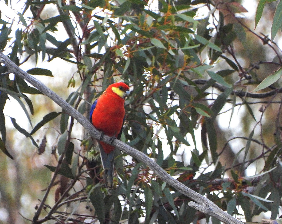Western Rosella - ML642275672