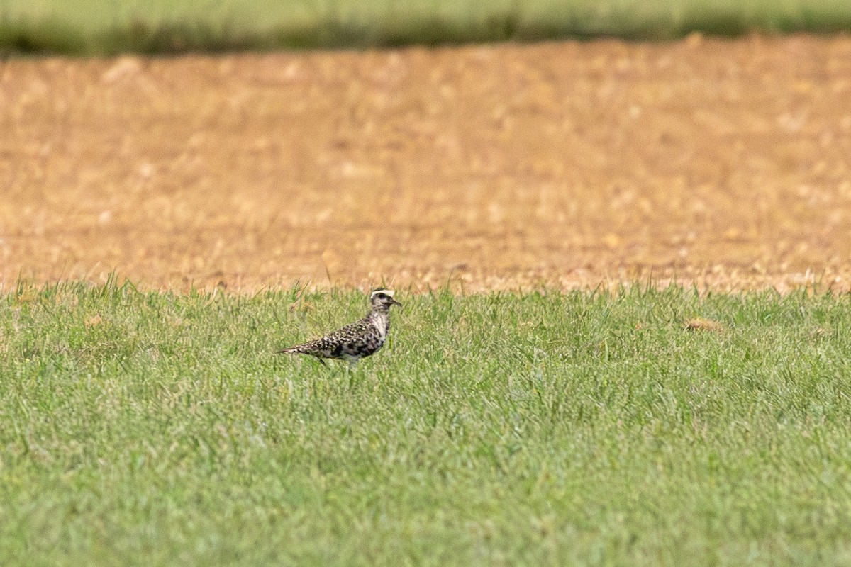 eBird Checklist - 21 Sep 2025 - Lily Pons Rd. - 14 species