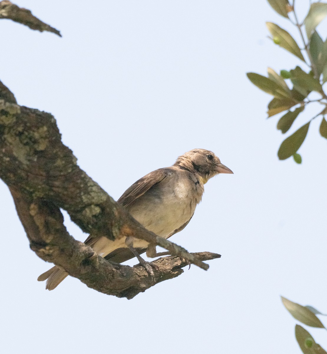 Yellow-spotted Bush Sparrow - ML642275701