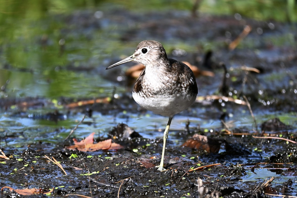 Solitary Sandpiper - ML642275706