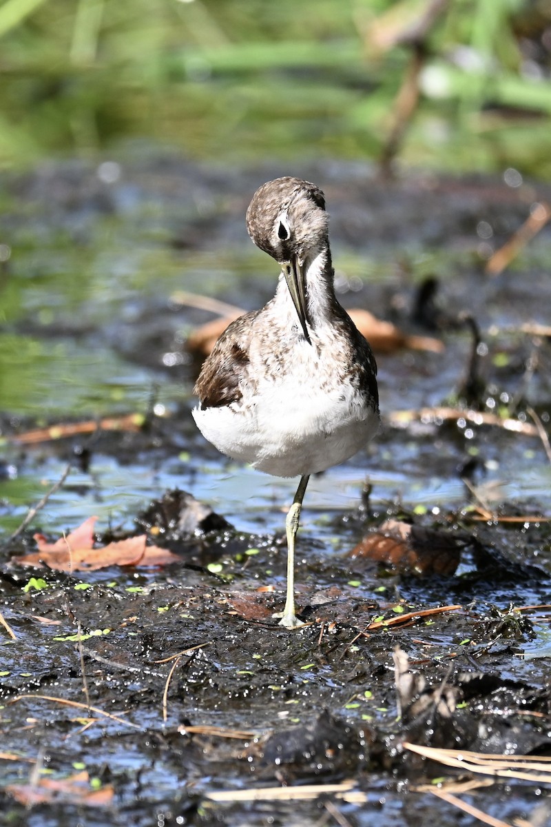 Solitary Sandpiper - ML642275707
