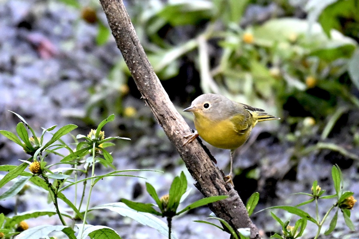Nashville Warbler - ML642275712
