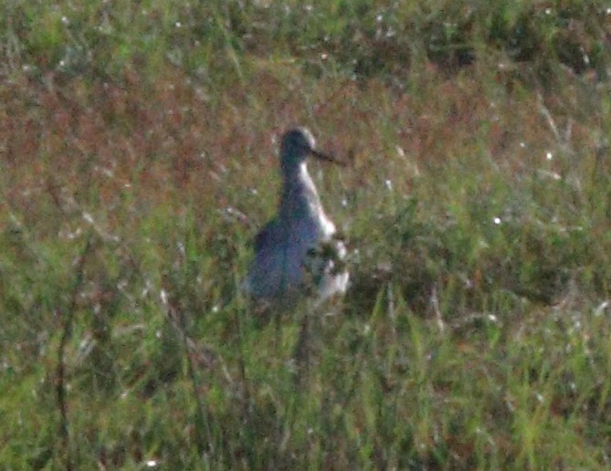 Greater Yellowlegs - ML642275717