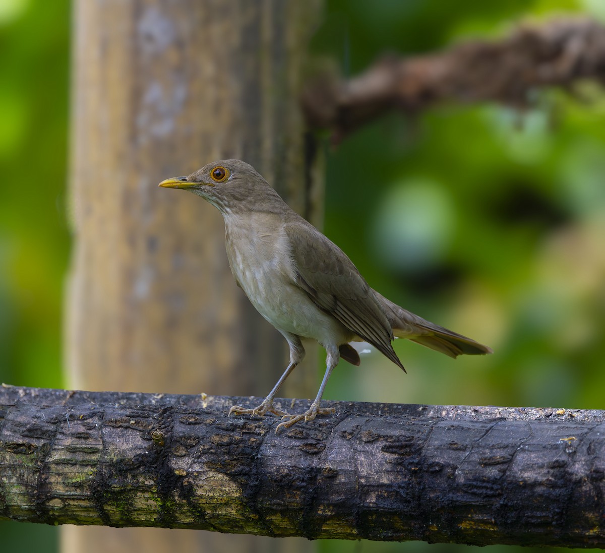 Ecuadorian Thrush - ML642275744