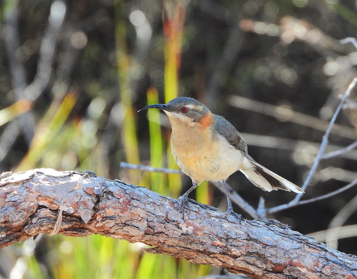 Western Spinebill - ML642275780