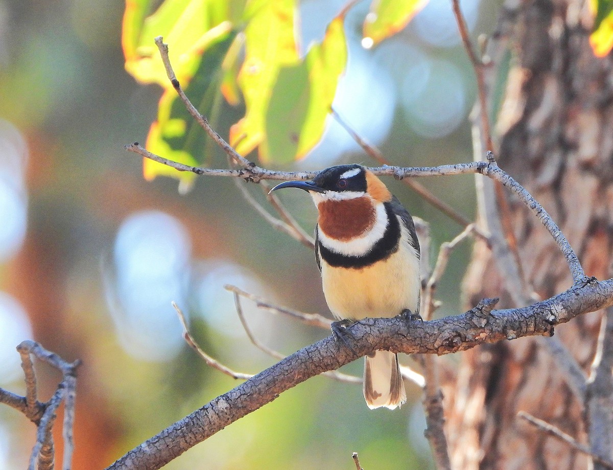 Western Spinebill - ML642275787