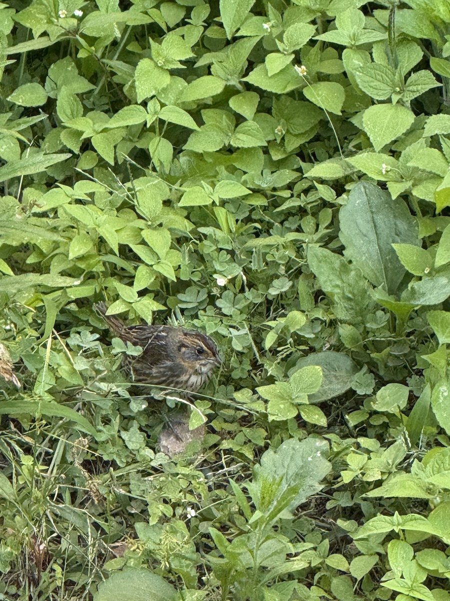 Saltmarsh Sparrow - ML642275788