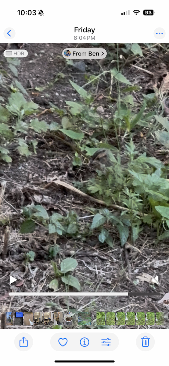 Saltmarsh Sparrow - ML642275789