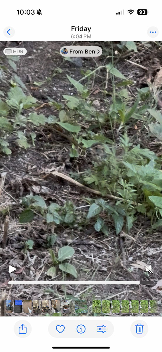Saltmarsh Sparrow - ML642275790
