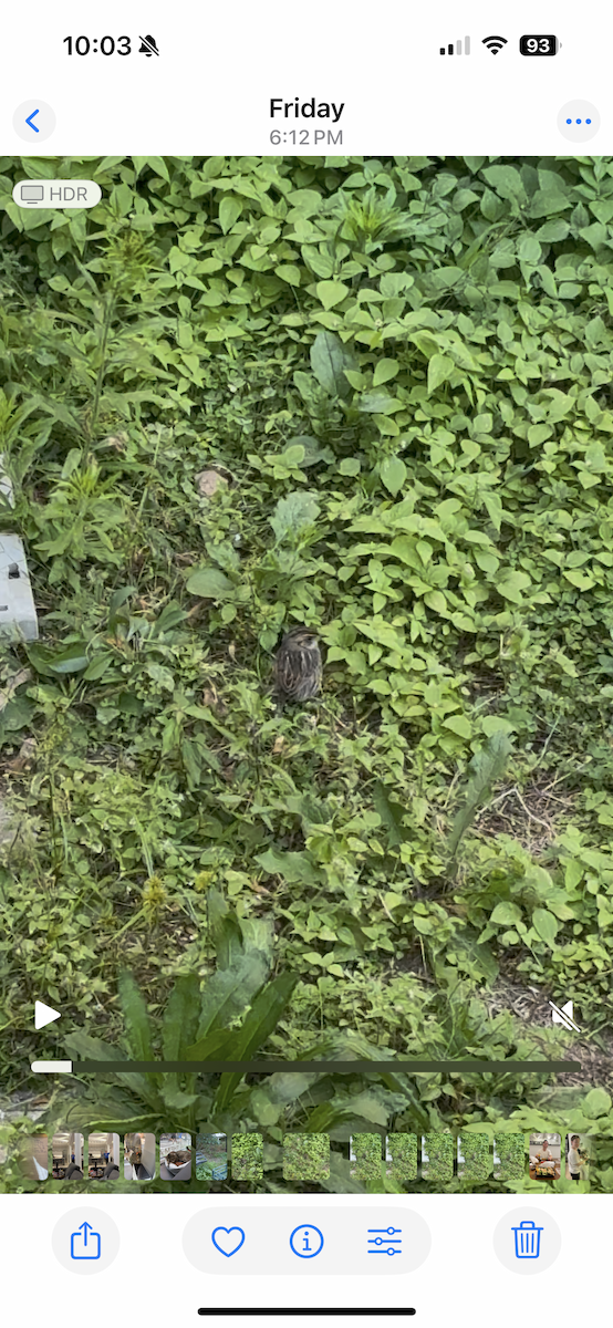 Saltmarsh Sparrow - ML642275791