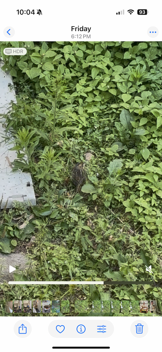 Saltmarsh Sparrow - ML642275794