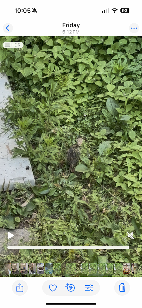 Saltmarsh Sparrow - ML642275795