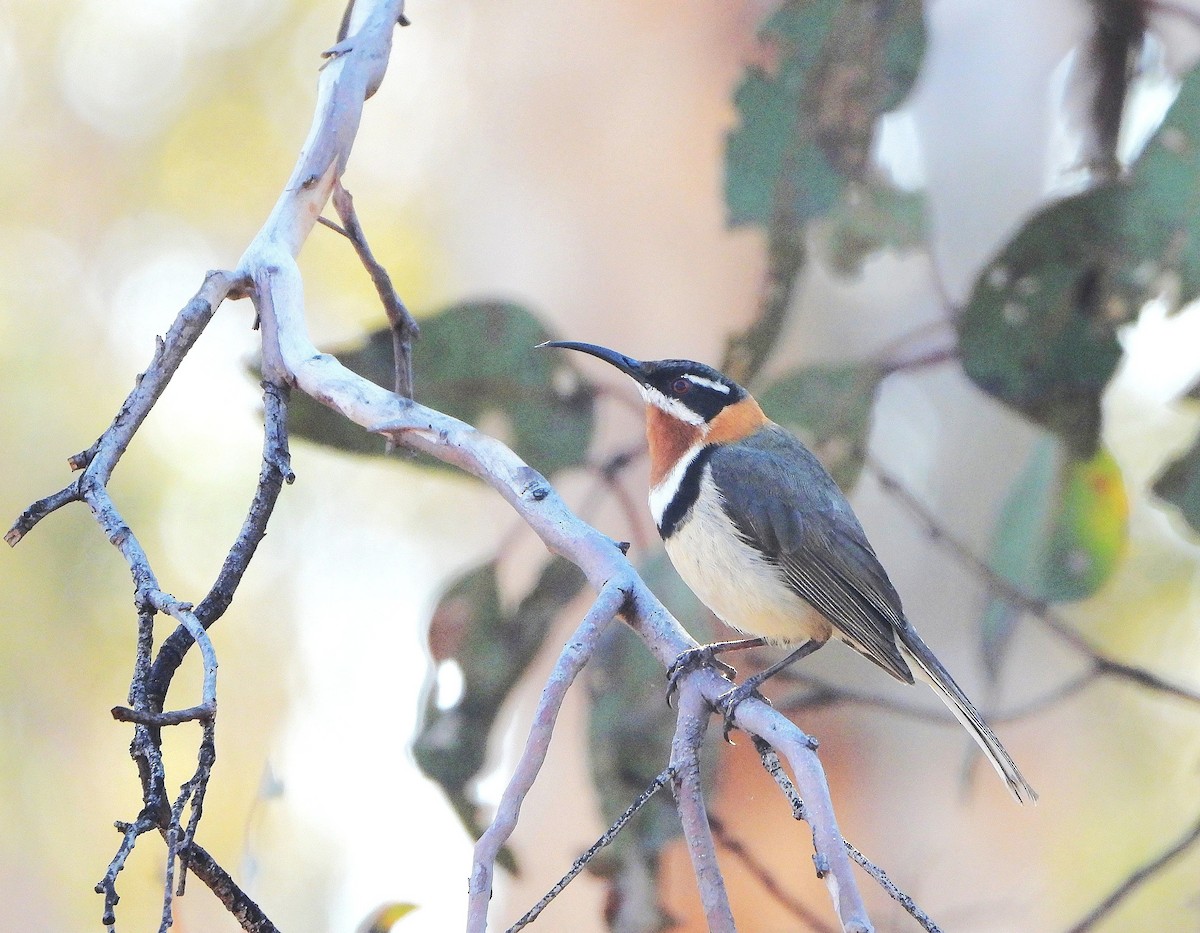 Western Spinebill - ML642275810