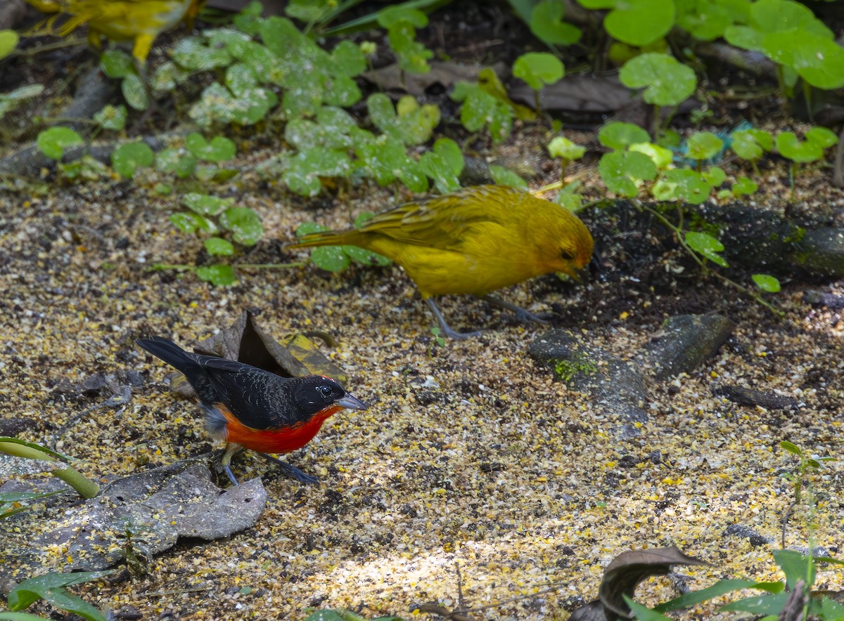 Crimson-breasted Finch - ML642275813
