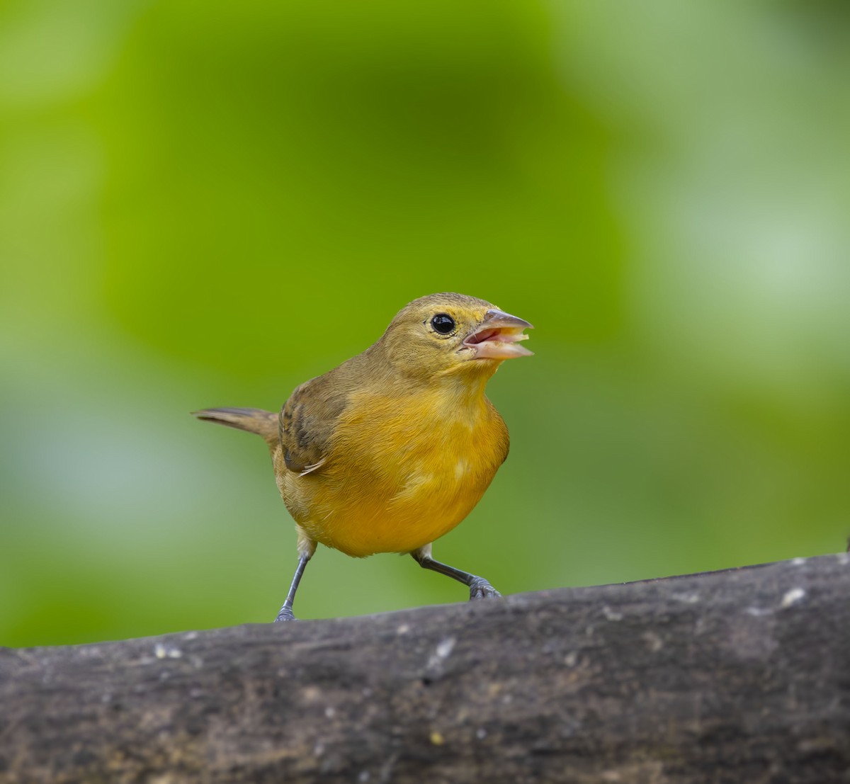 Crimson-breasted Finch - ML642275818