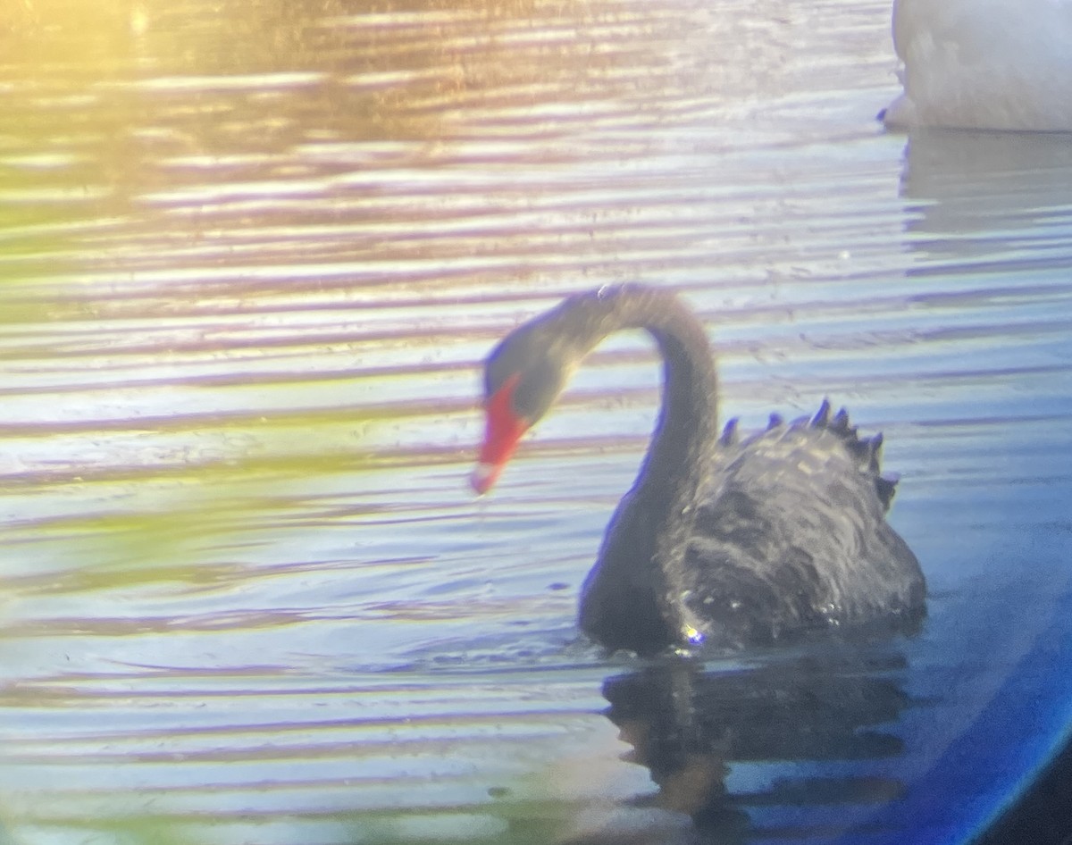 Black Swan - ML642275821