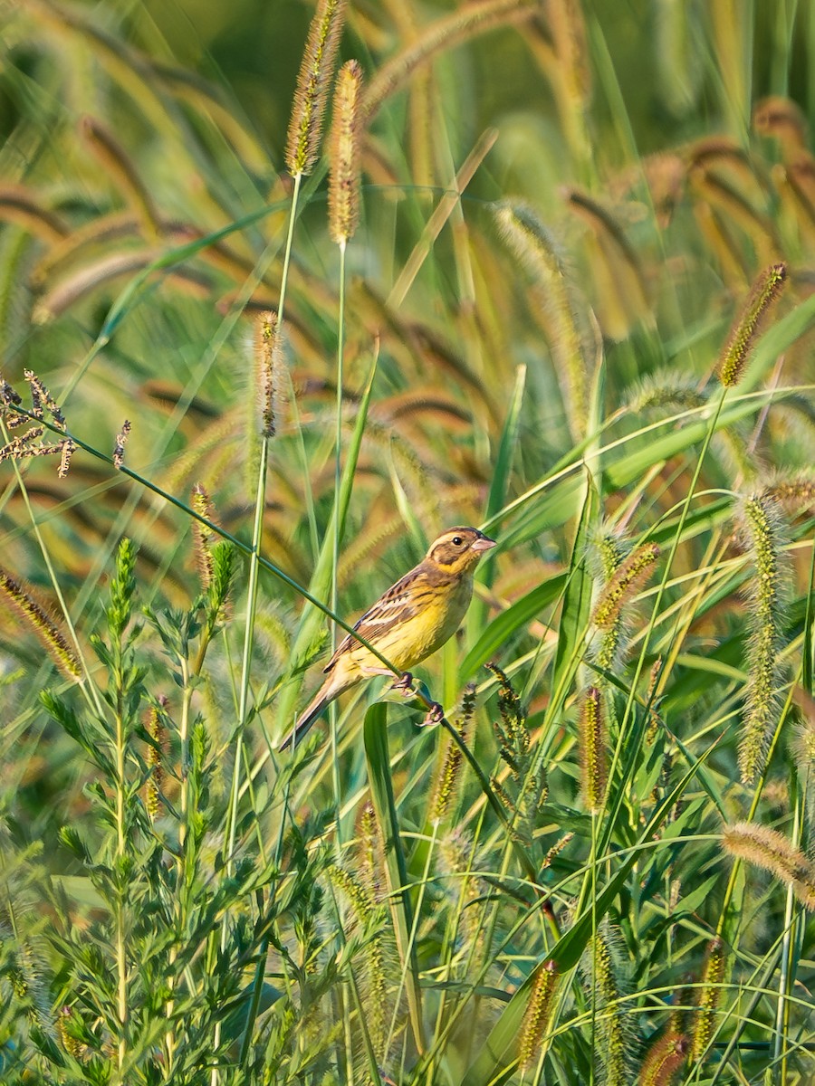 Yellow-breasted Bunting - ML642275832