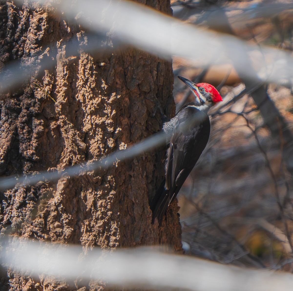 Pileated Woodpecker - ML642275841