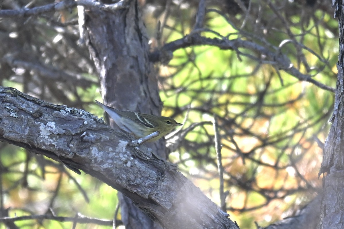 Blackpoll Warbler - ML642275855