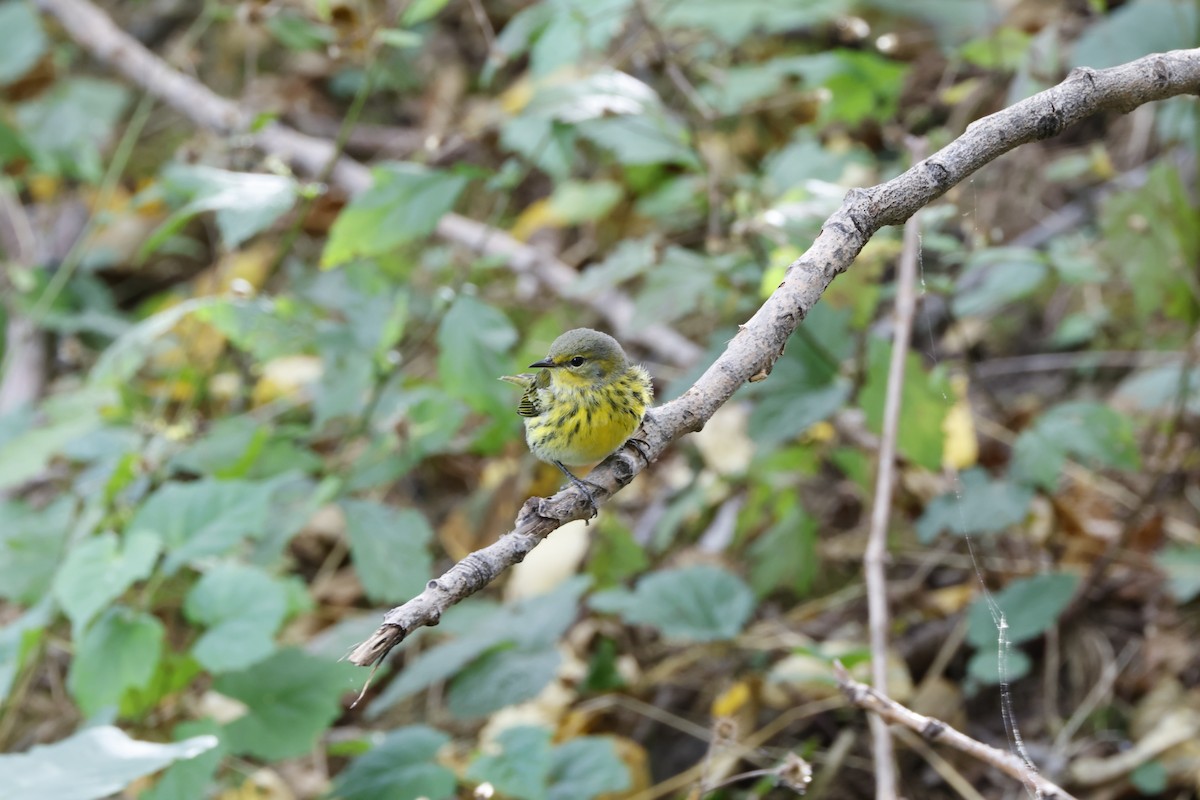 Cape May Warbler - ML642275859