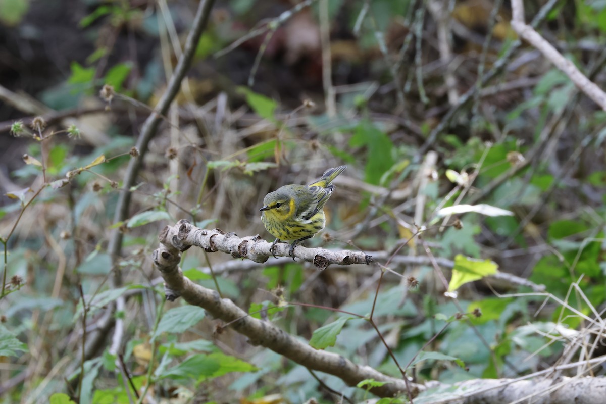 Cape May Warbler - ML642275860